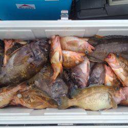 第八平成丸 釣果