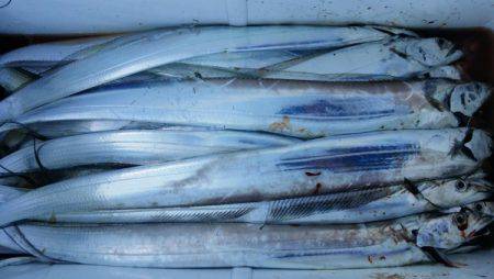 オーフリー 釣果