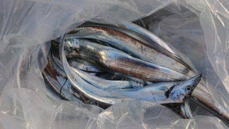 オーフリー 釣果