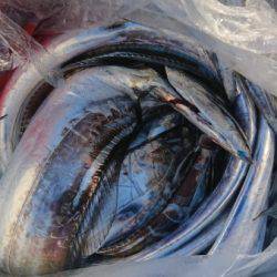 オーフリー 釣果