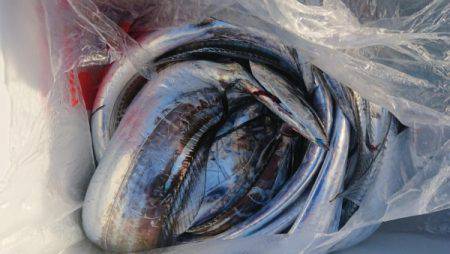 オーフリー 釣果