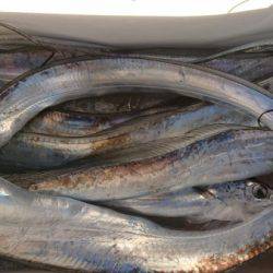 オーフリー 釣果