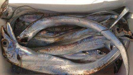 オーフリー 釣果