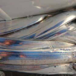 オーフリー 釣果