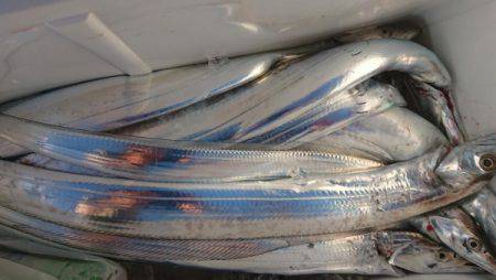 オーフリー 釣果