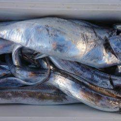 オーフリー 釣果