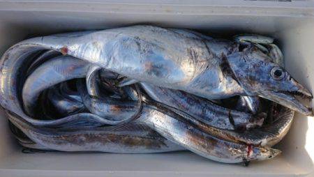 オーフリー 釣果