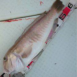 マタウマリンサービス 釣果