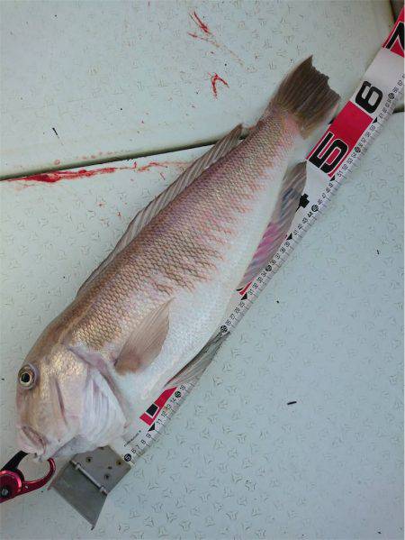 マタウマリンサービス 釣果