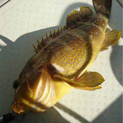 マタウマリンサービス 釣果