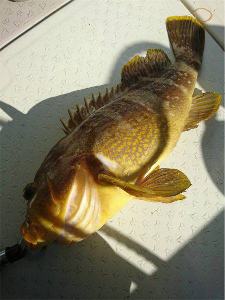 マタウマリンサービス 釣果