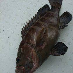 マタウマリンサービス 釣果