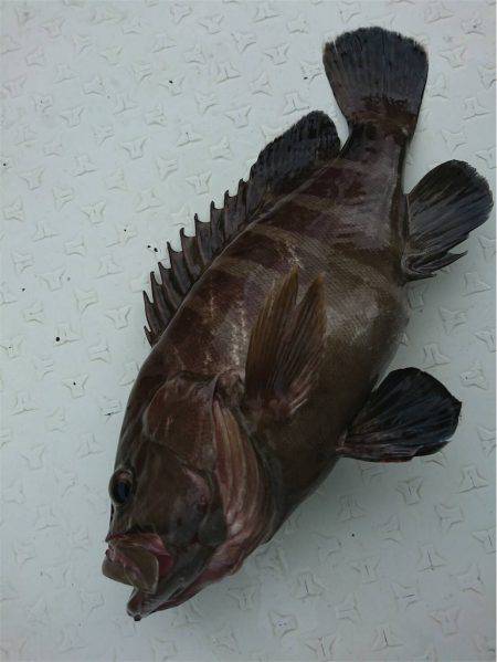 マタウマリンサービス 釣果