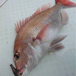 マタウマリンサービス 釣果