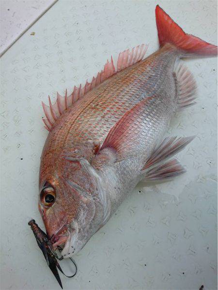 マタウマリンサービス 釣果