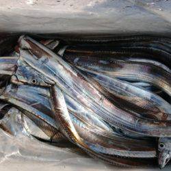 オーフリー 釣果