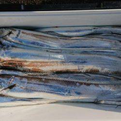 オーフリー 釣果