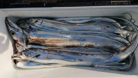 オーフリー 釣果