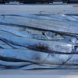 オーフリー 釣果