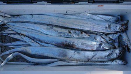 オーフリー 釣果