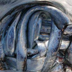 オーフリー 釣果