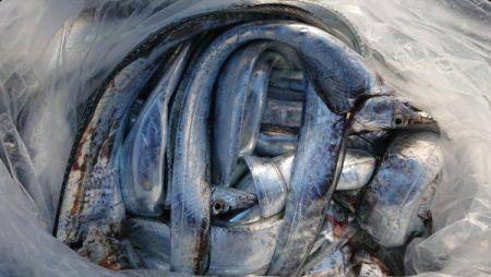 オーフリー 釣果