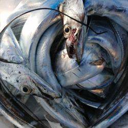 オーフリー 釣果