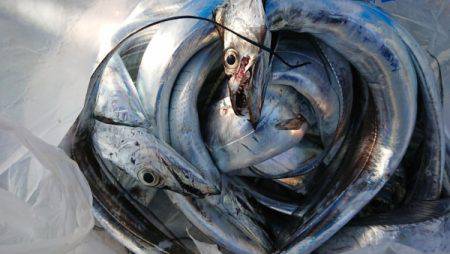 オーフリー 釣果