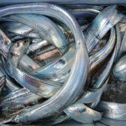 オーフリー 釣果