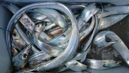 オーフリー 釣果