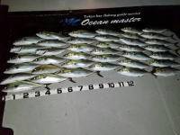 オーシャンマスター 釣果