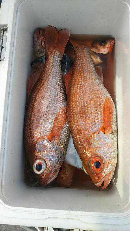 モンロー号 釣果