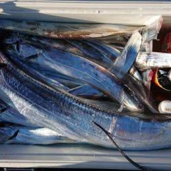 オーフリー 釣果