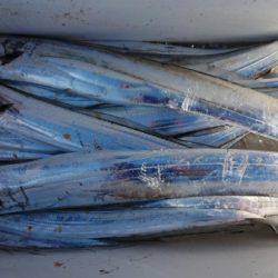 オーフリー 釣果