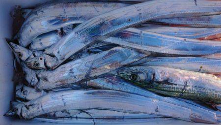 オーフリー 釣果