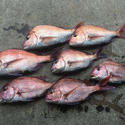 長栄丸(千葉) 釣果