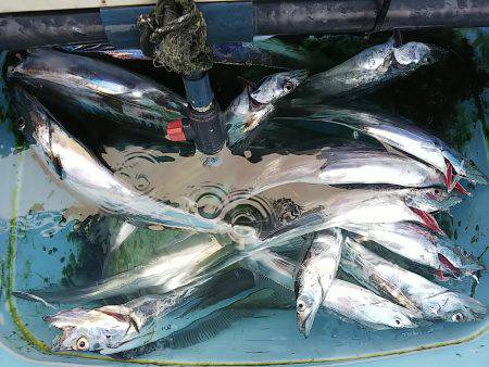 第二常豊丸 釣果