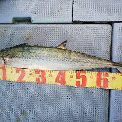 第二常豊丸 釣果