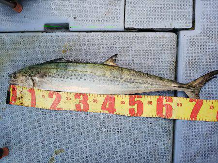 第二常豊丸 釣果