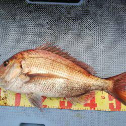 第二常豊丸 釣果