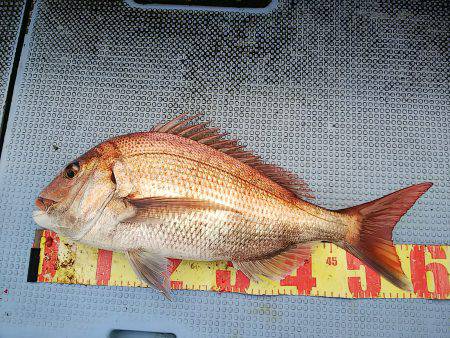 第二常豊丸 釣果