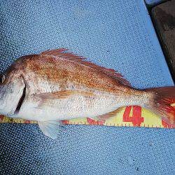 第二常豊丸 釣果