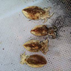 第二常豊丸 釣果