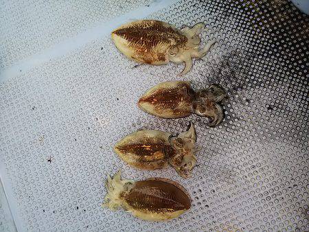 第二常豊丸 釣果