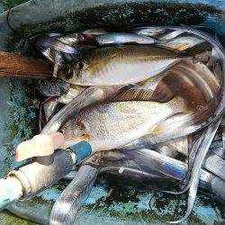 第二常豊丸 釣果