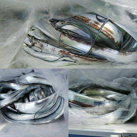 第二常豊丸 釣果