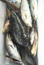 伊豆下田フィッシング 釣果