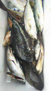 伊豆下田フィッシング 釣果