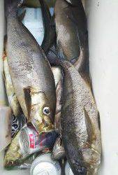 伊豆下田フィッシング 釣果