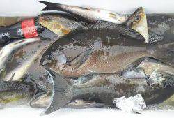 伊豆下田フィッシング 釣果